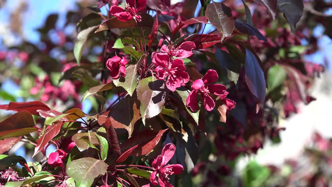 France Pink Flowers On Tree In Spring