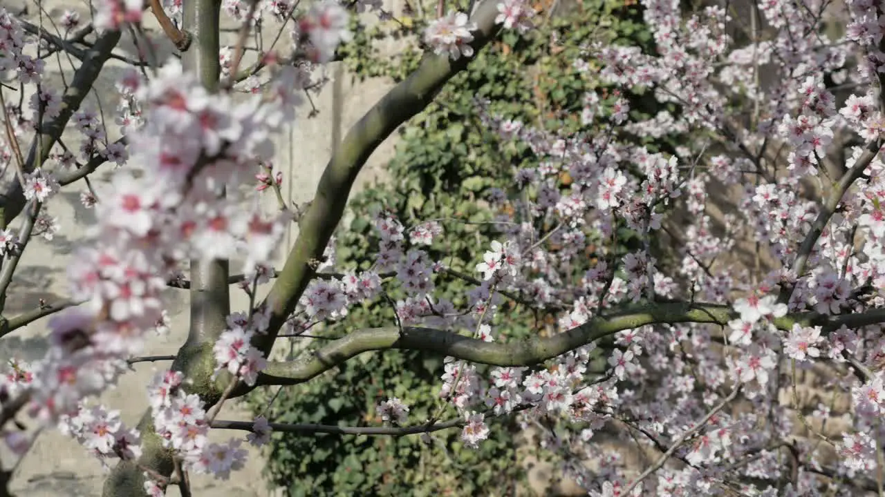 White cherry blossoms with green ivy and an old wall in the background