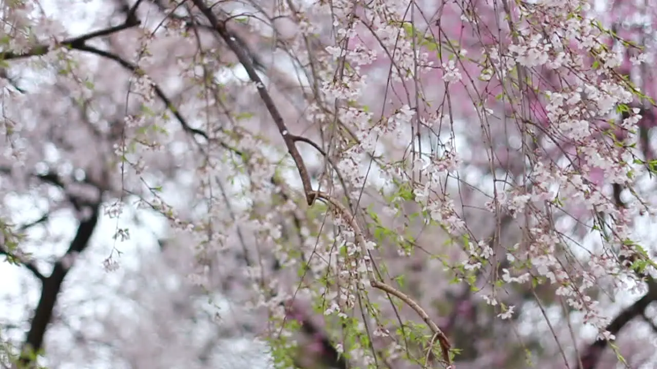 Panning close up of Shidare zakura in full bloom with some green leaves