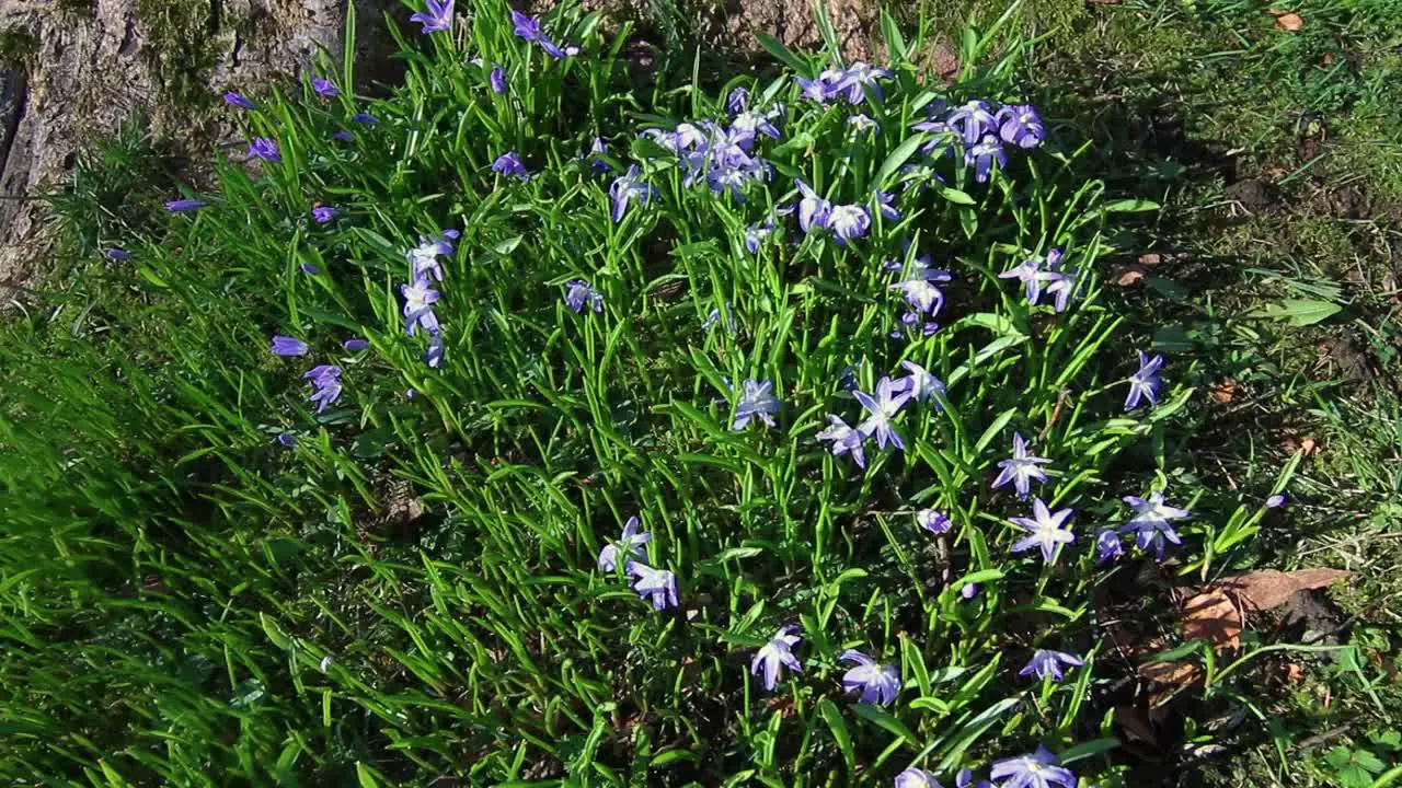 Flowers in Christie park in Bergen Norway