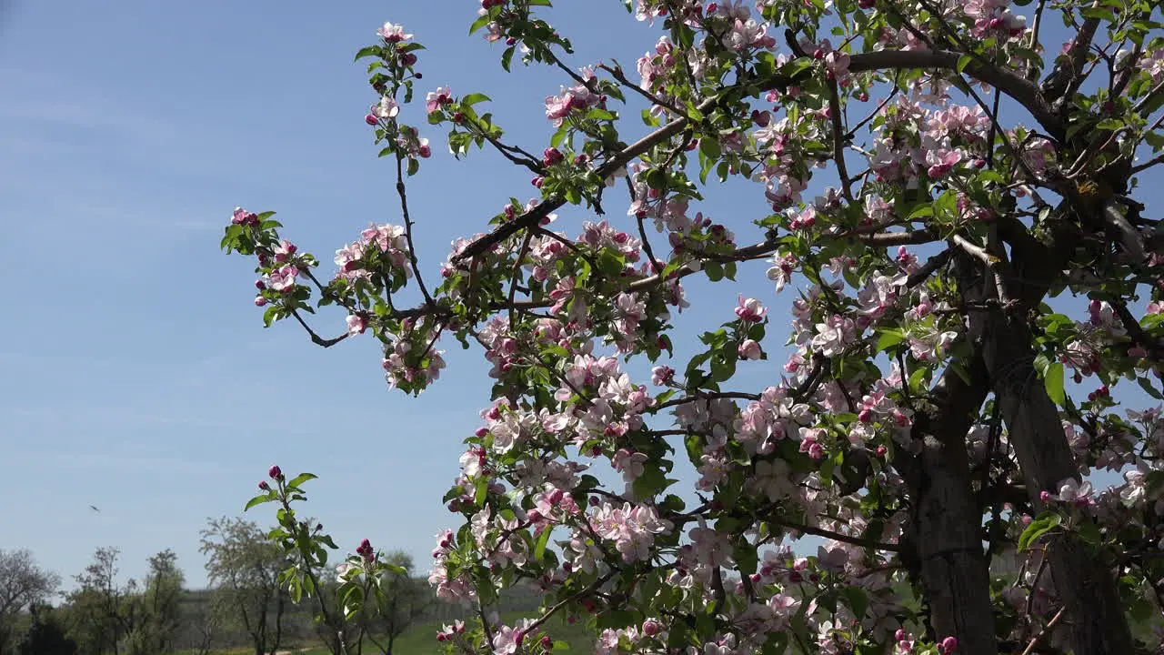 Germany Pink Flowers On Fruit Tree