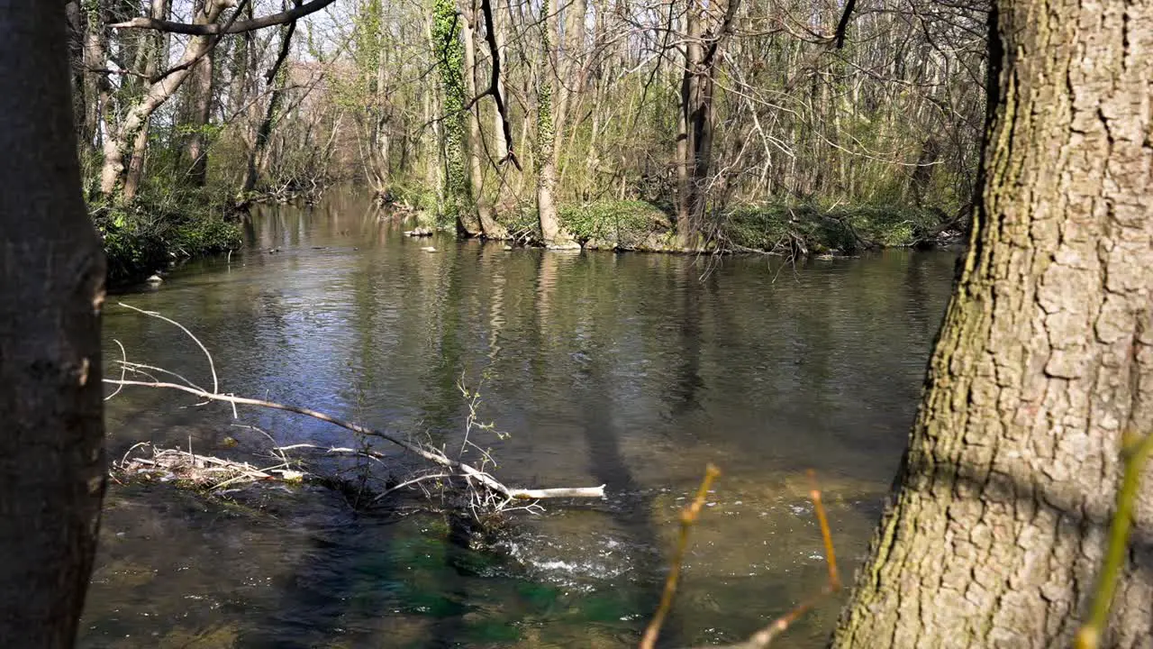 natural swamp with clear water and a few trees on a spring day