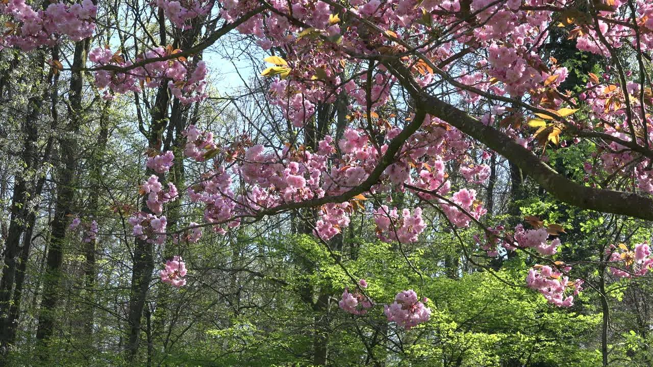 France Pink Blossoms With Spring Woods Beyond