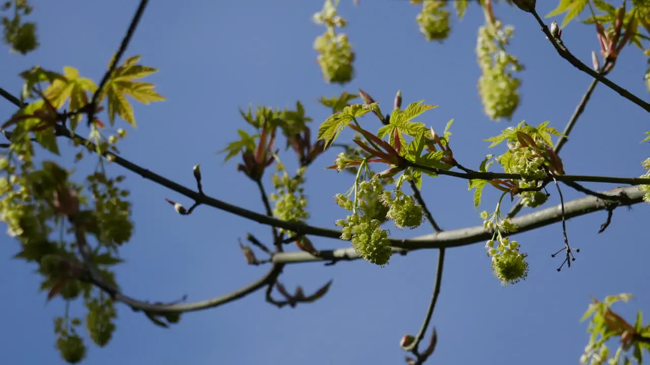 Big Leaf Maple Flowers Zoom In