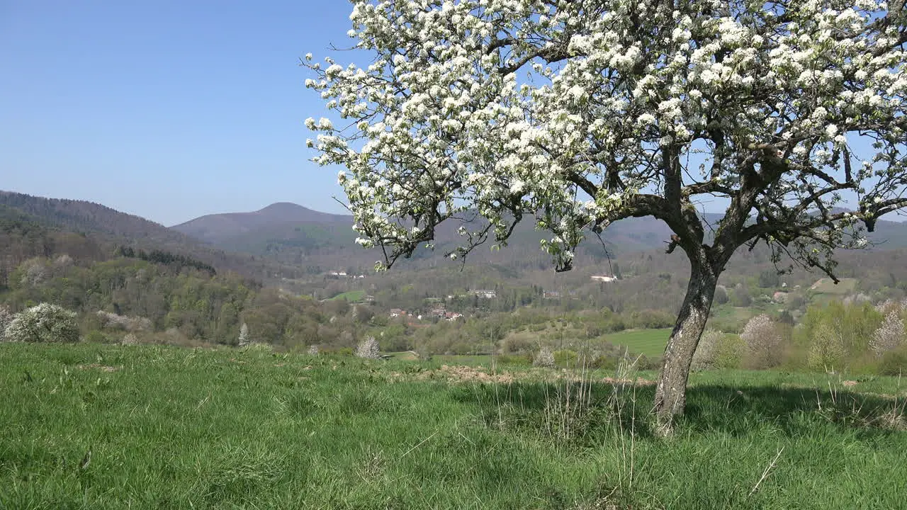 France Alsace Fruit Tree Frames View