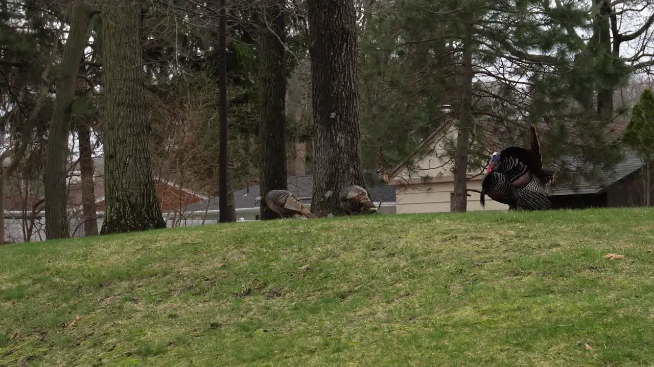 A Male turkey strutting and chasing two female turkeys in a suburban backyard