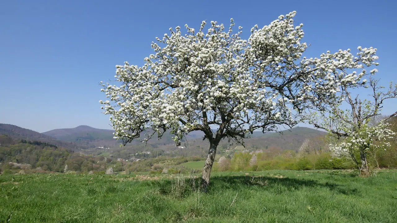 France Fruit Tree In Bloom With Blue Sky