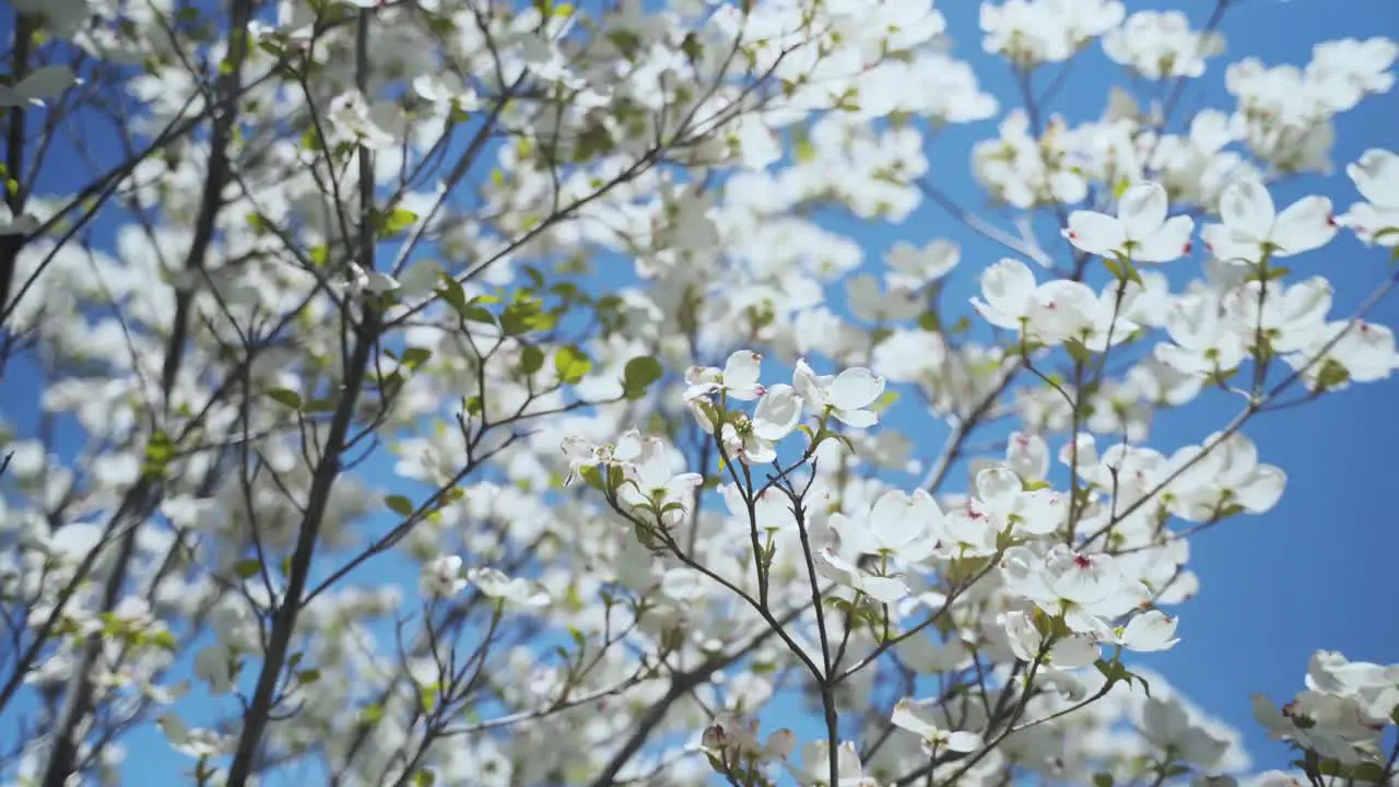 White flowers blooming in tree blowing in the wind