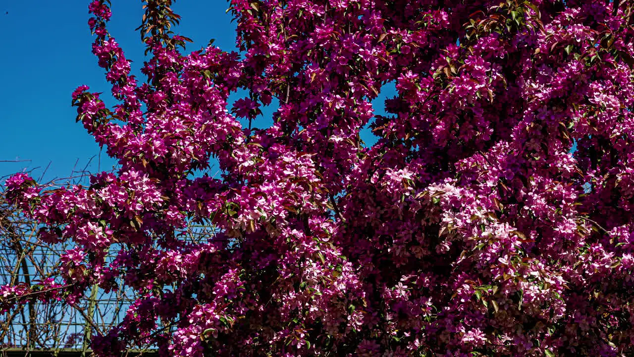 Awesome time-lapse shot of cherry blossoms in the wind with a clear blue sky