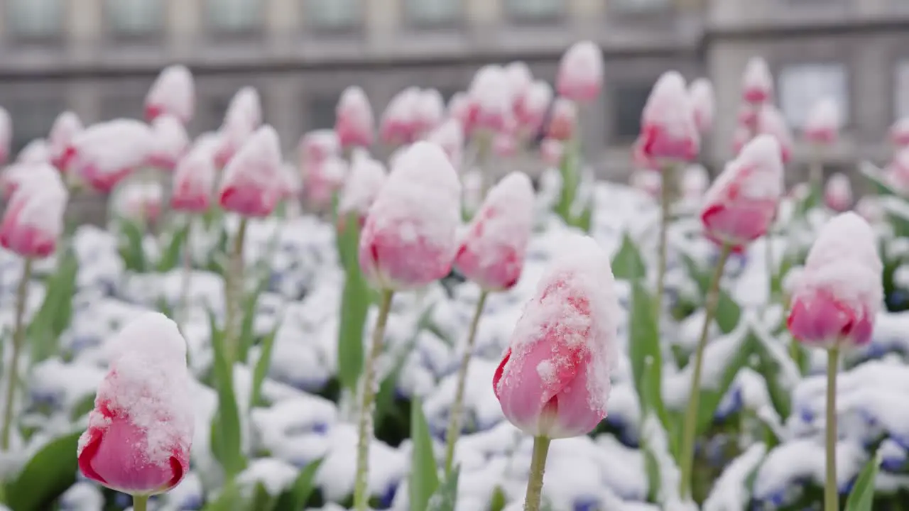 Beautiful view of frozen tulips waving in the wind during late frost spring