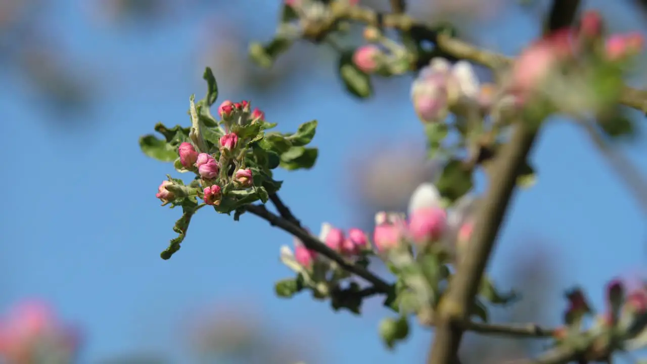 Flowers of an apple tree blossom at spring