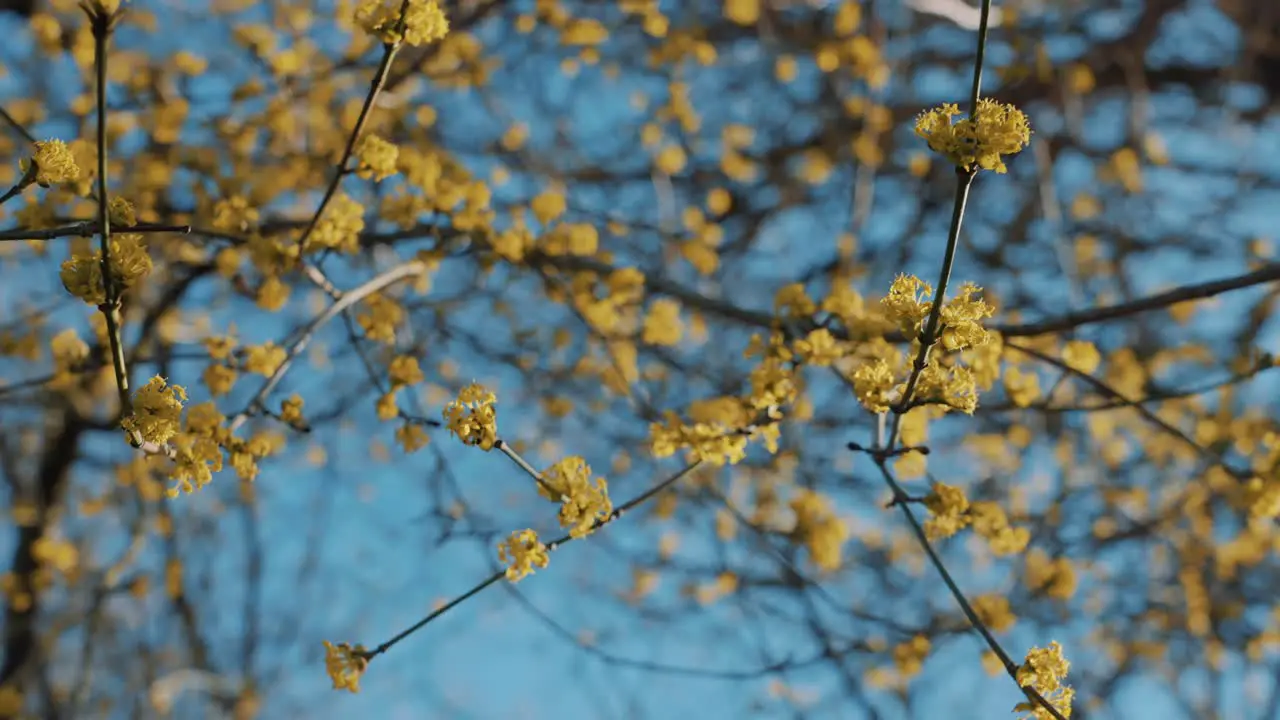 Looking Up At Serene Yellow Flowers On Tree Branches Against Blue Sky