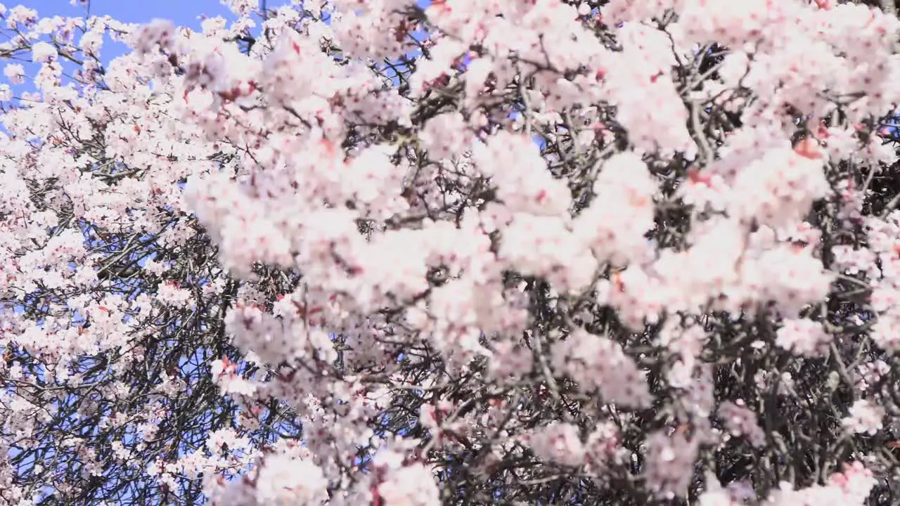 strong breeze blows cherry blossoms