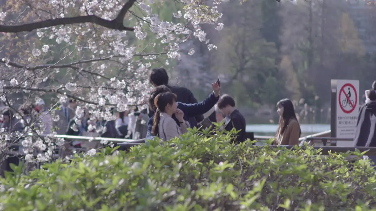 A Sweet Japanese Couple Enjoy Taking Selfies In Sakura Blossoms During Season In Tokyo Japan Tele Shot