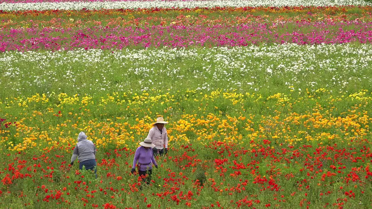 Mexican farm workers labor in commercial flower fields 1