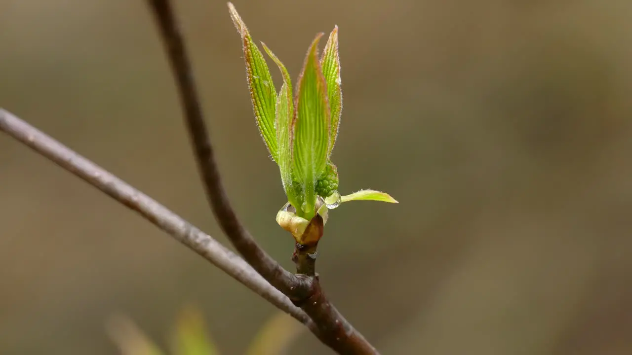 One Tree Branch With Fresh New Green Leaves Spring