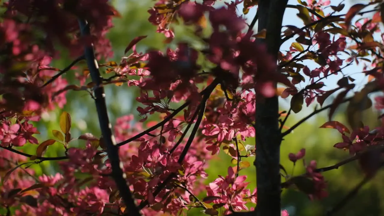 Tree with vibrant color of pink flowers and red leaves swaying in wind slow motion