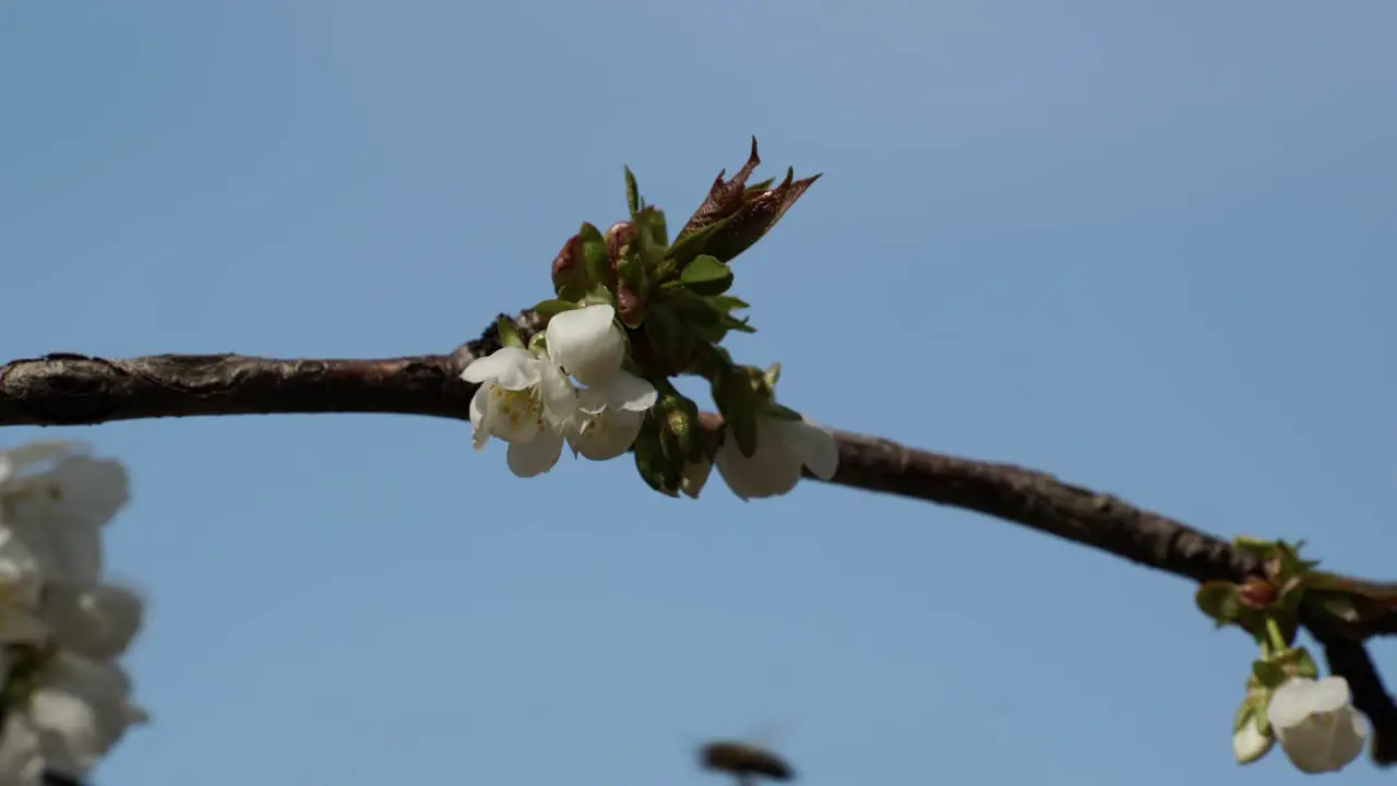 Bee collecting nectar on white cherry flowers shaken by the wind