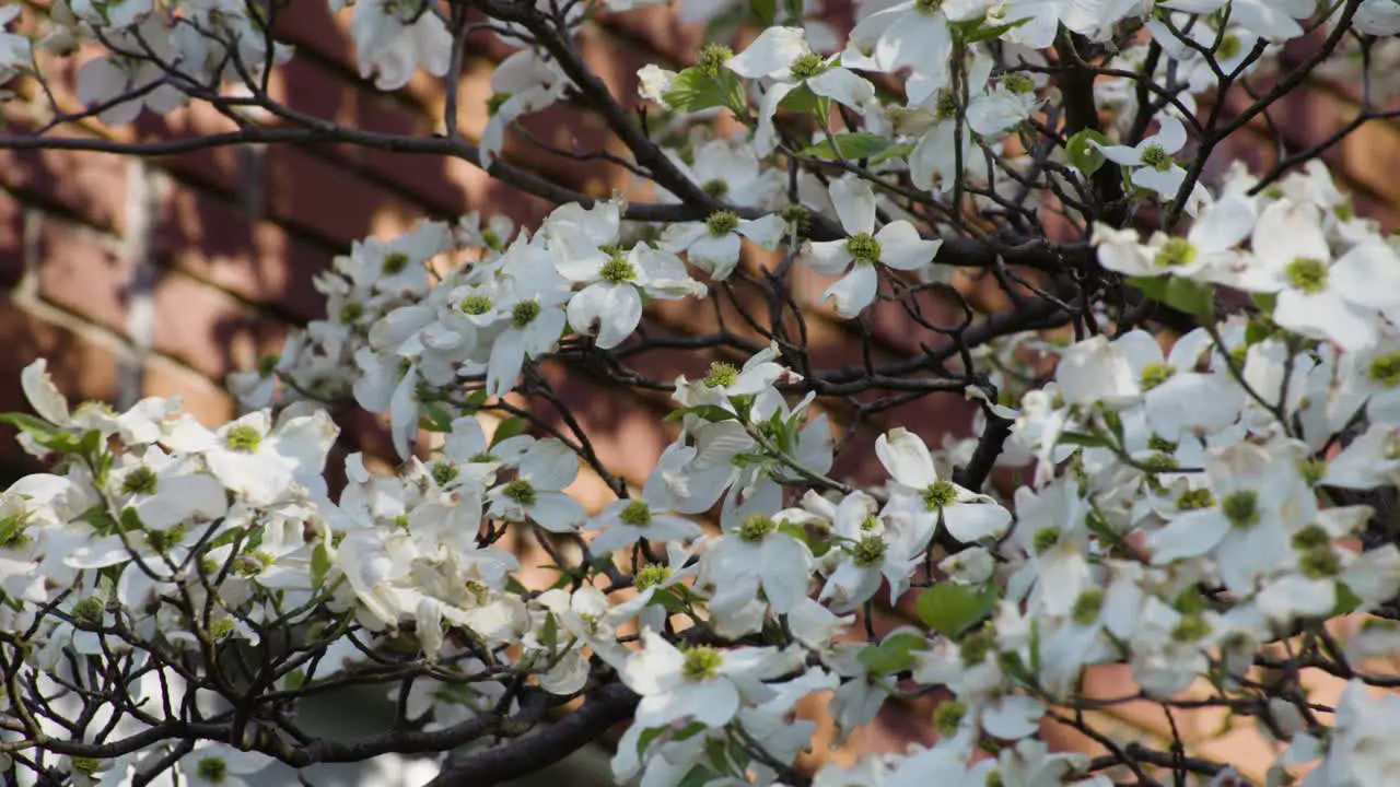 Beautiful white flowers hanging on a tree in Siloam Springs Arkansas