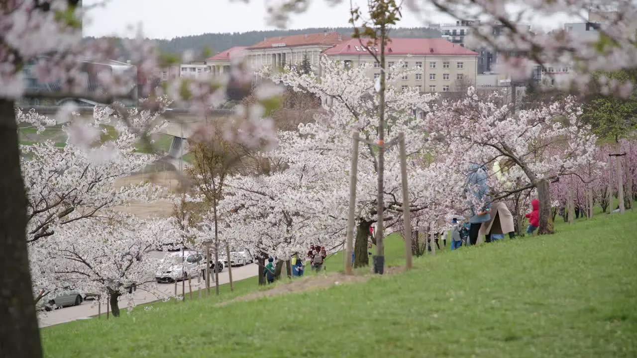 Panorama of Vilnius From Vilnius Sakura Park with People Taking Photos