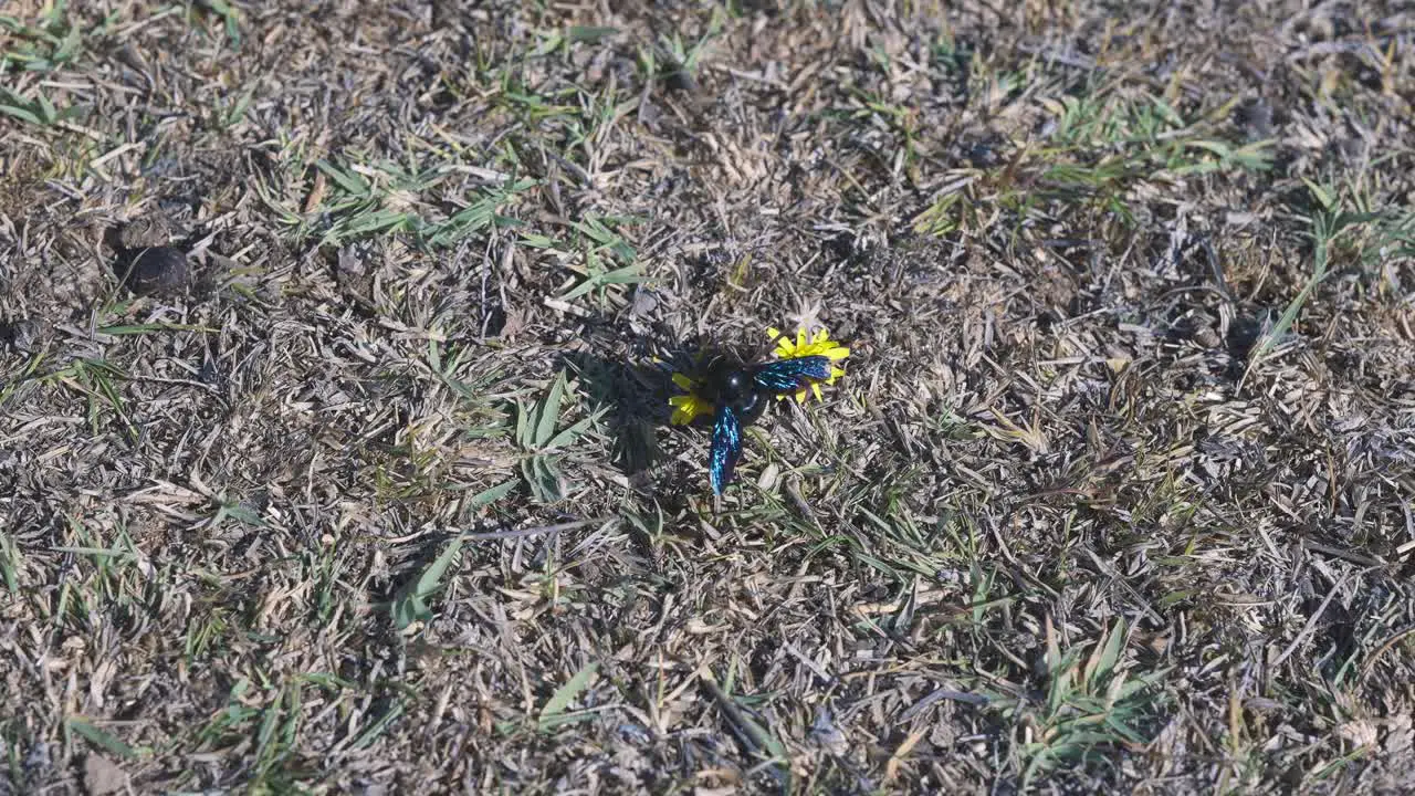 Close-up shot of a fly with bright blue wings taking the nutrients from a plant