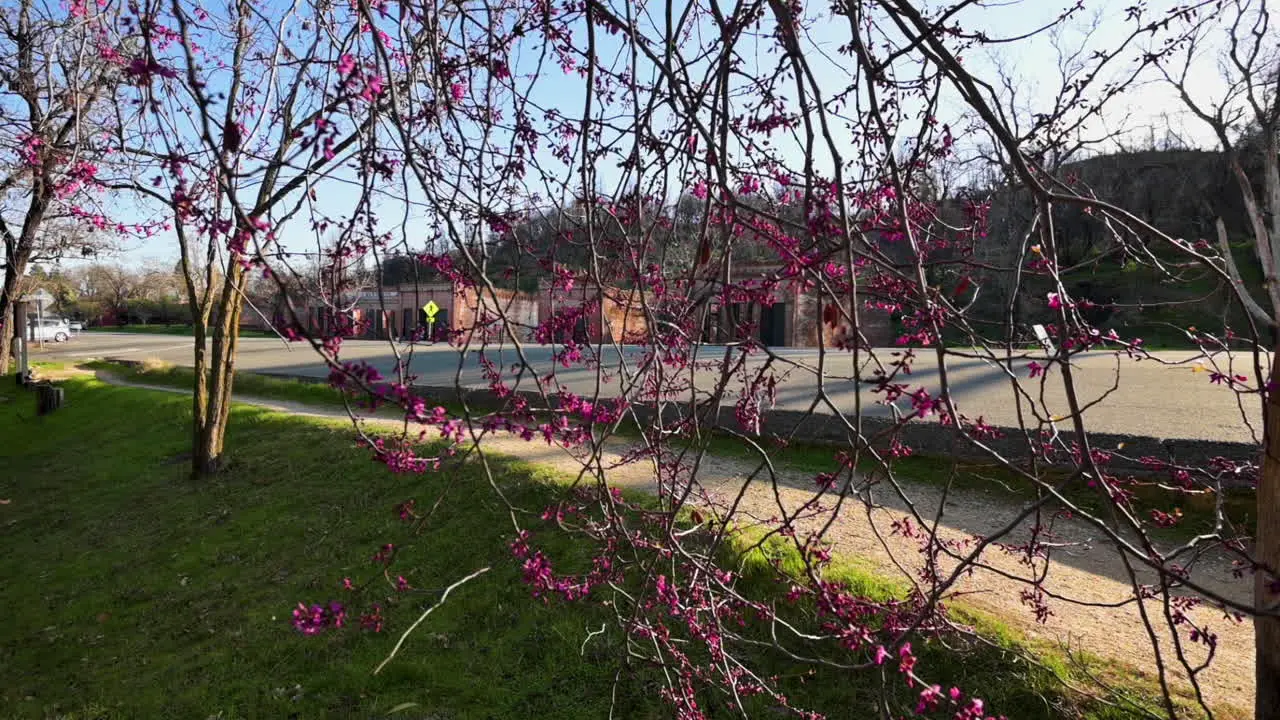 Beautiful Purple Flowers Blooming At Shasta State Historic Park In California USA On A Sunny Day In Springtime Medium Shot