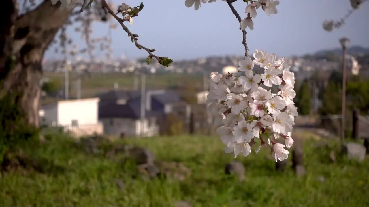 Soft slow motion view of beautiful Sakura flower in Japanese countryside area