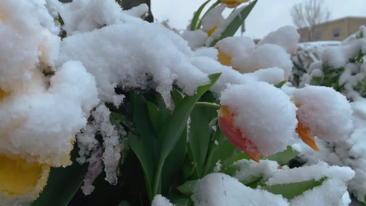 Yellow tulips in the garden covered with snow