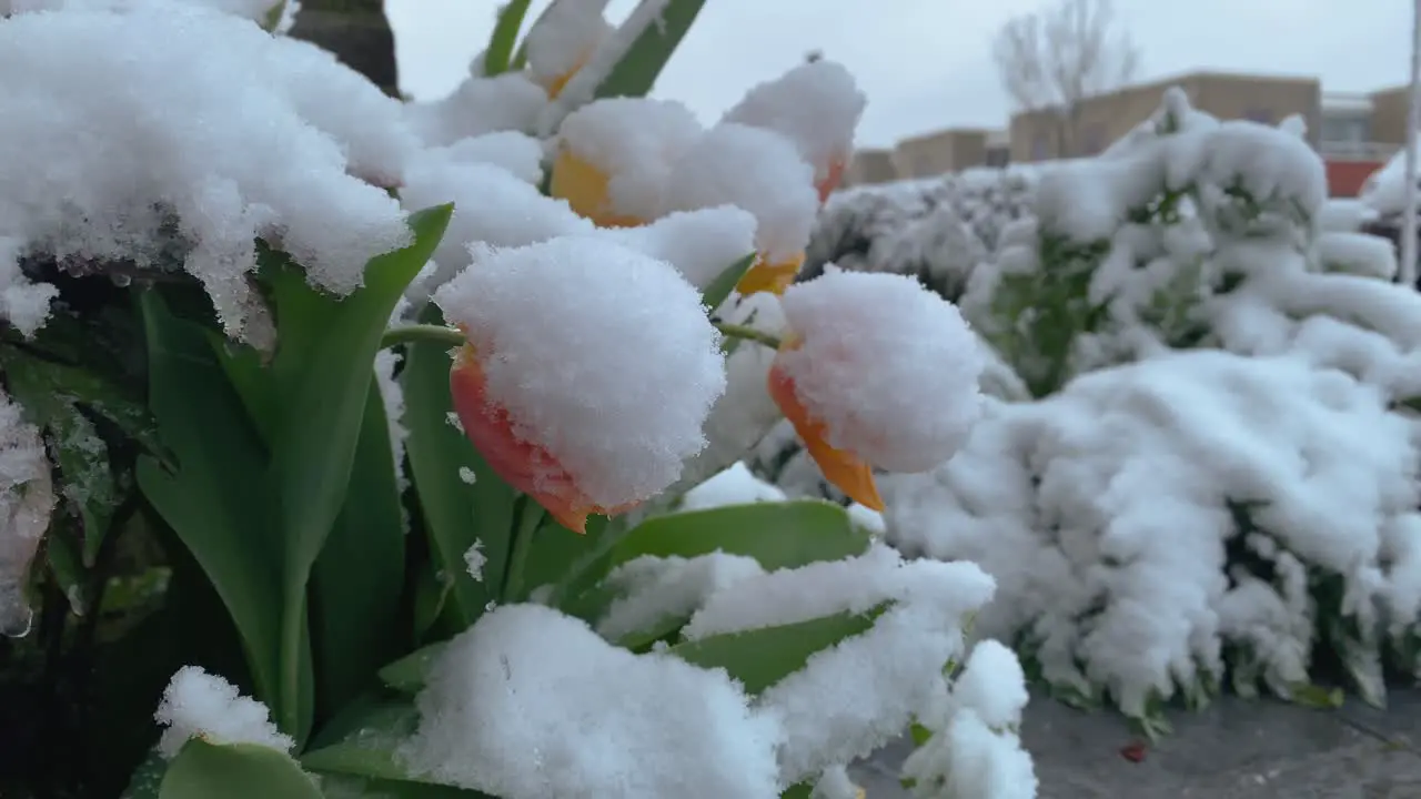 Spring flowers covered in unexpected snowfall