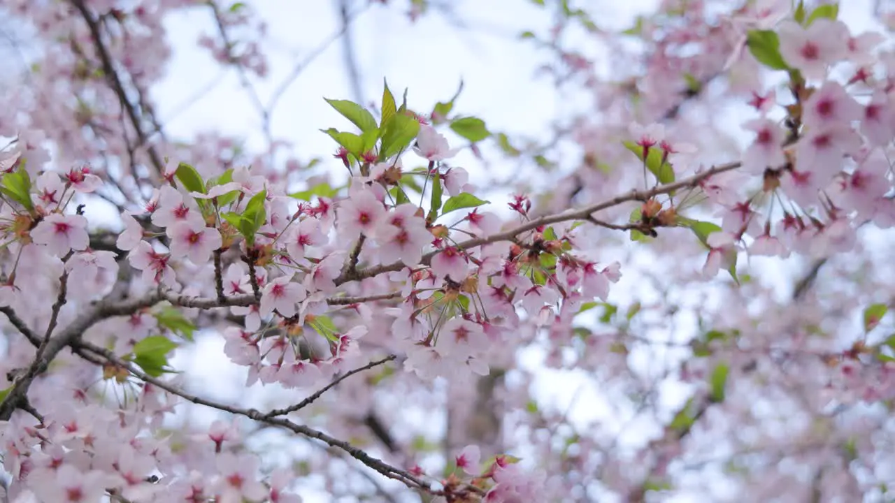 Looking up at cherry blossom branches with natural pink flower blooms during springtime