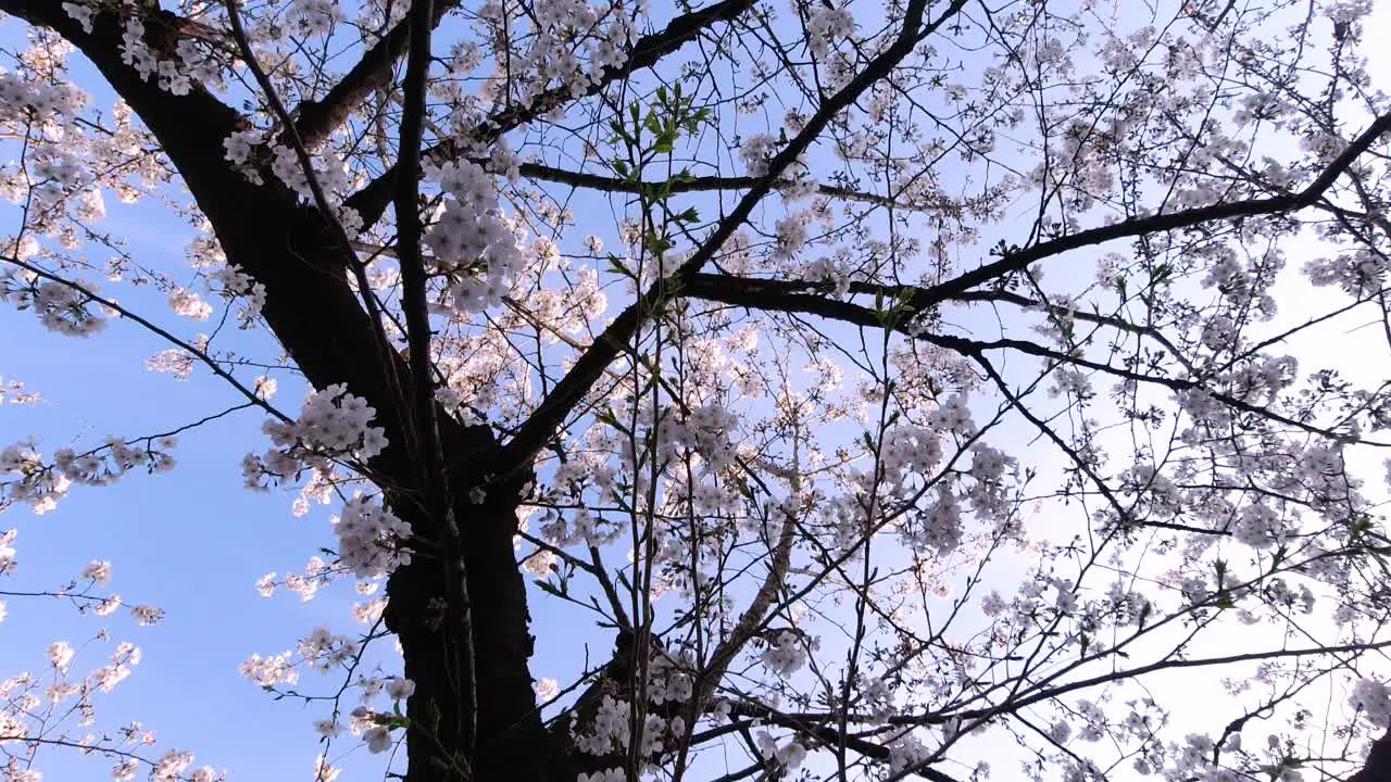 Looking up on beautiful Sakura tree on clear blue day handheld view