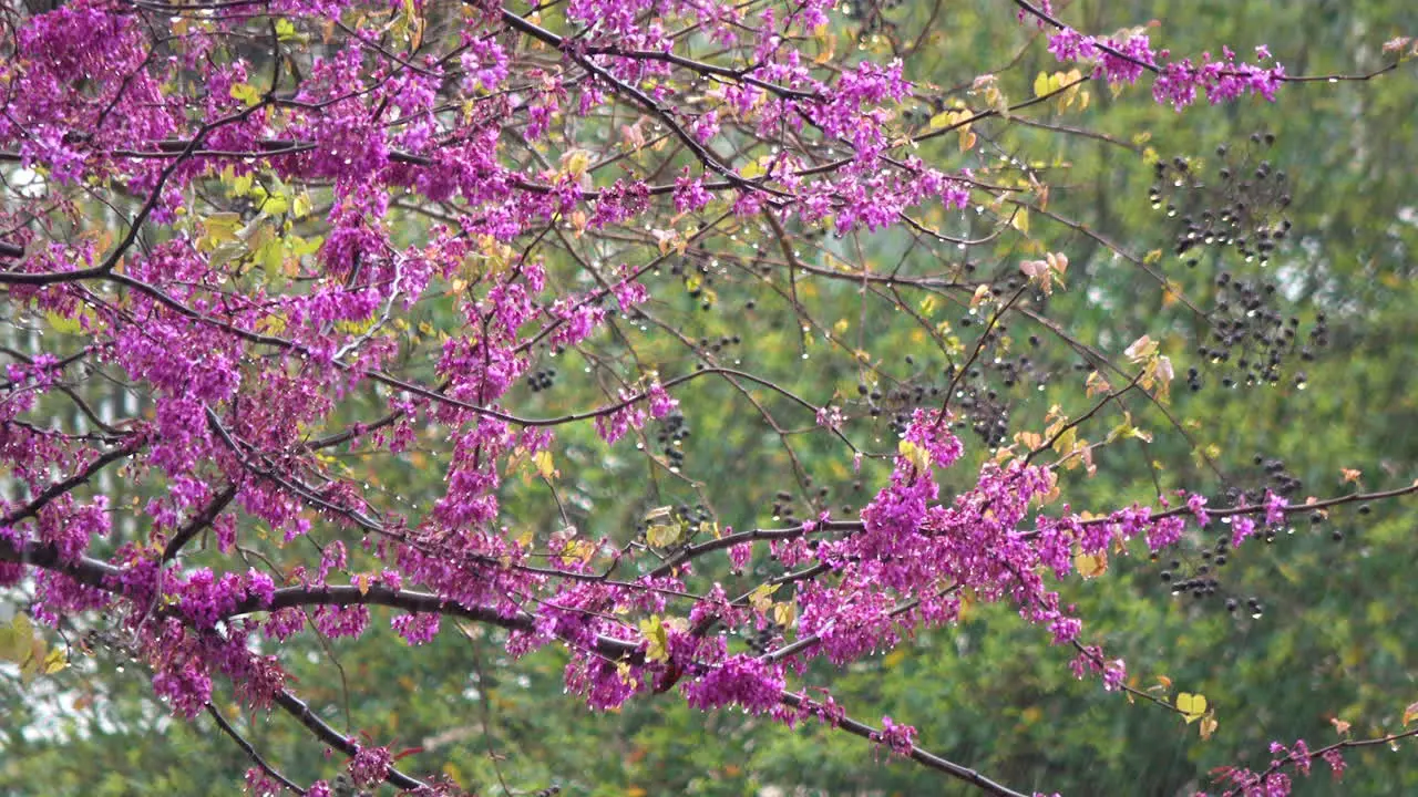 Summer rain drips through flowering crepe myrtle 4K