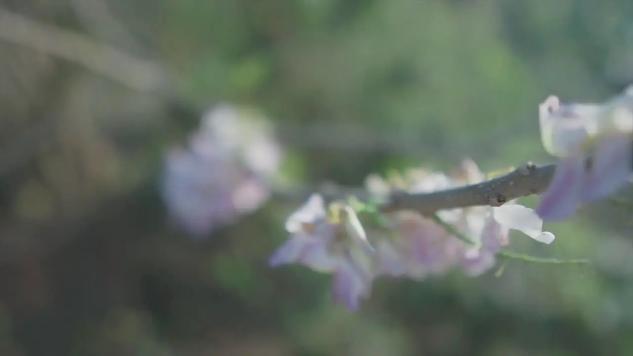 Slow motion close up shot of pink and white beautiful flowers on a branch with green plants and the beautiful nature in the background in blur on a sunny day in 100 fps