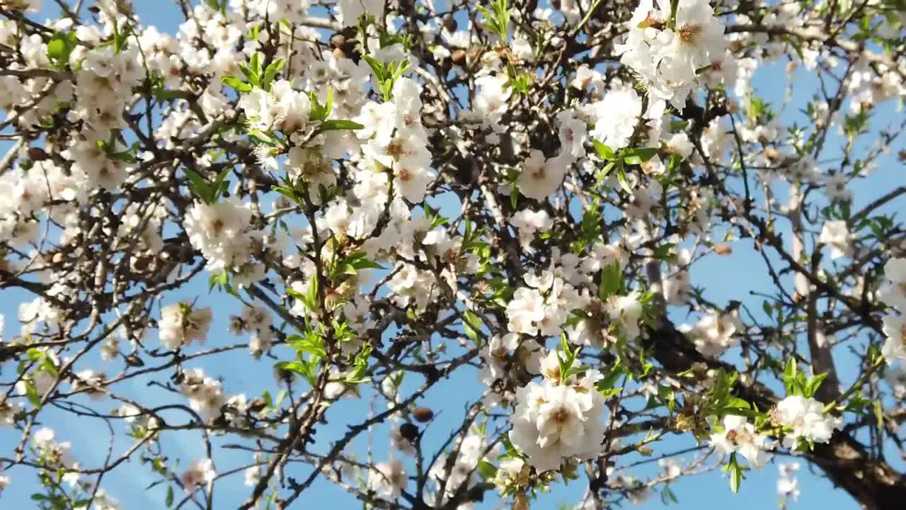 pretty white and pink almond blossoms