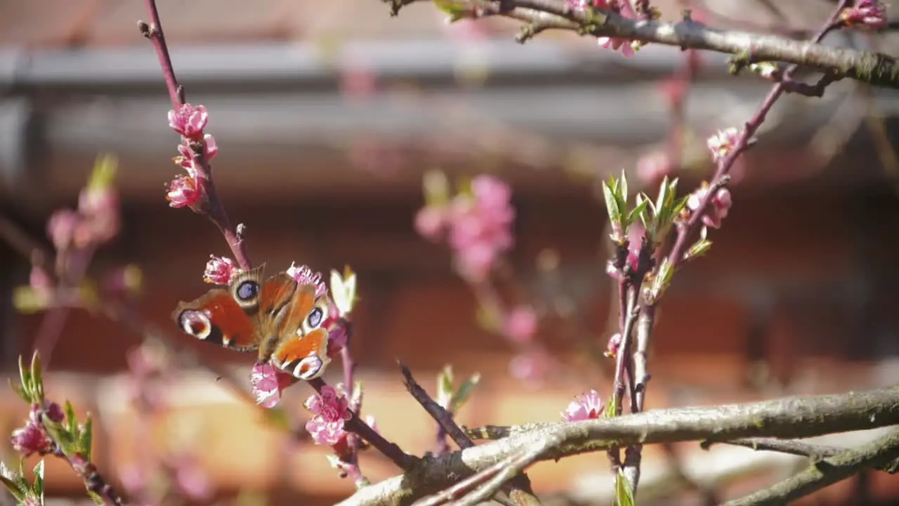 Beautiful slow motion footage of a European peacock butterfly collecting nectar on pink blossoms