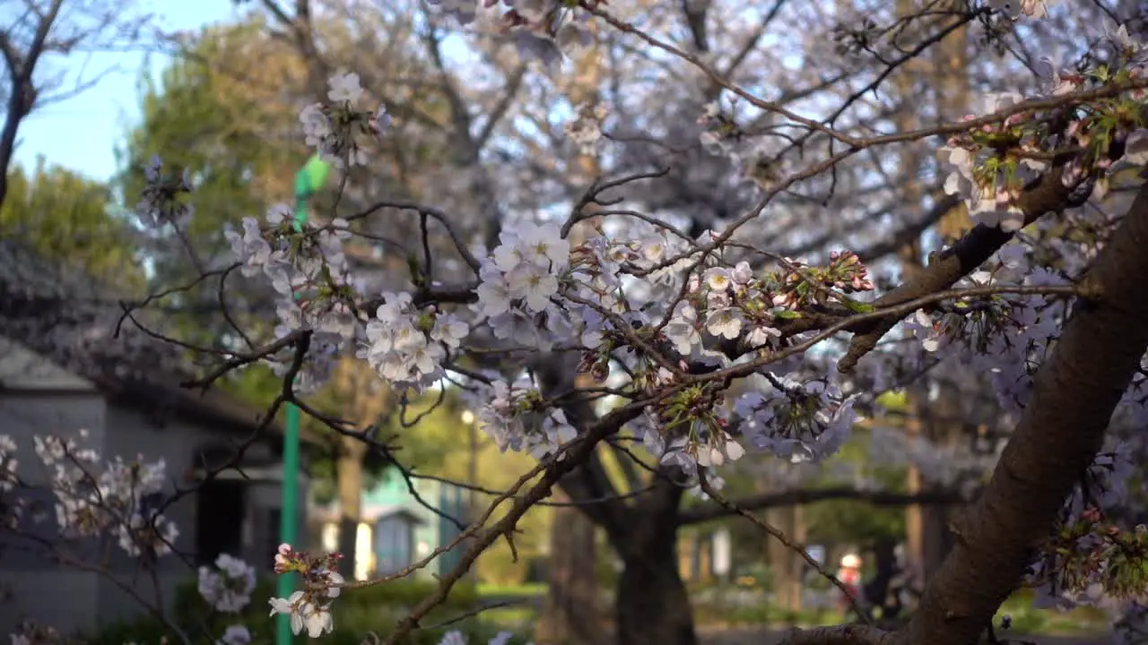 Beautiful close up of Sakura tree at sunset in public Japanese park