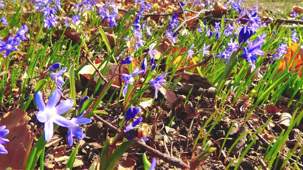 Slow motion of honeybee flying from flower to flower finding honey 30FPS