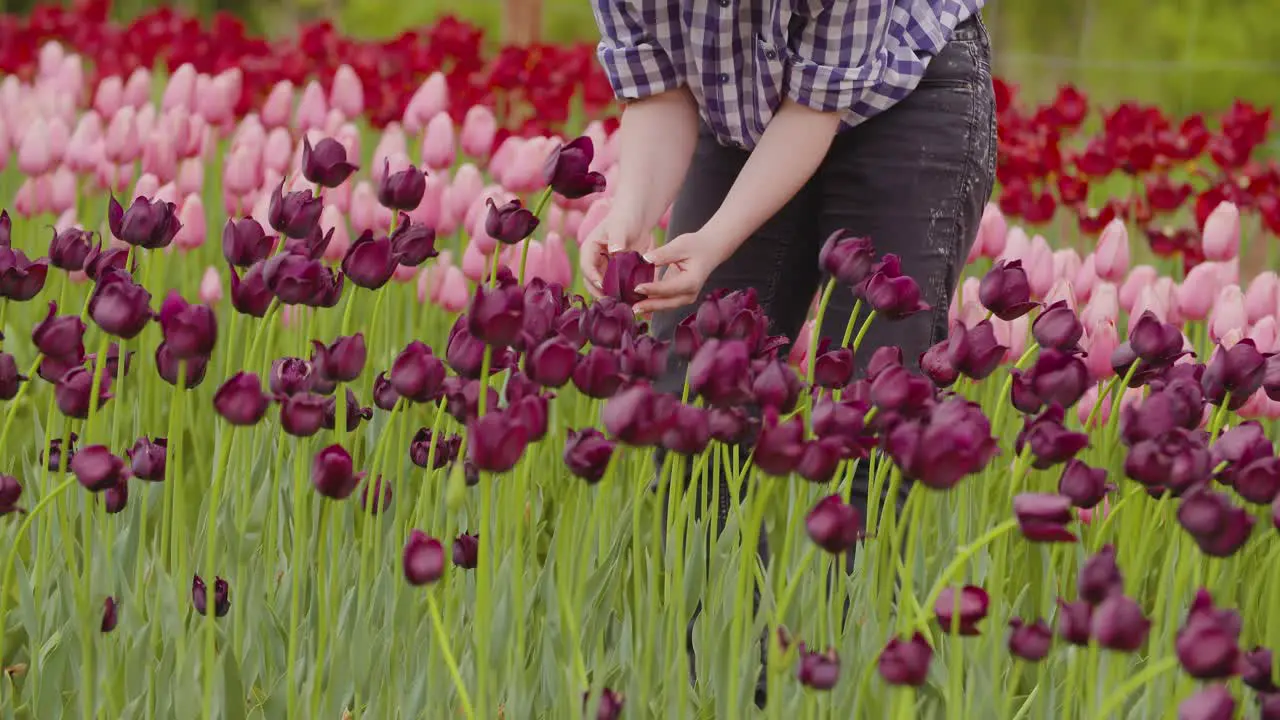 Female Researcher Walking While Examining Tulips At Field 35