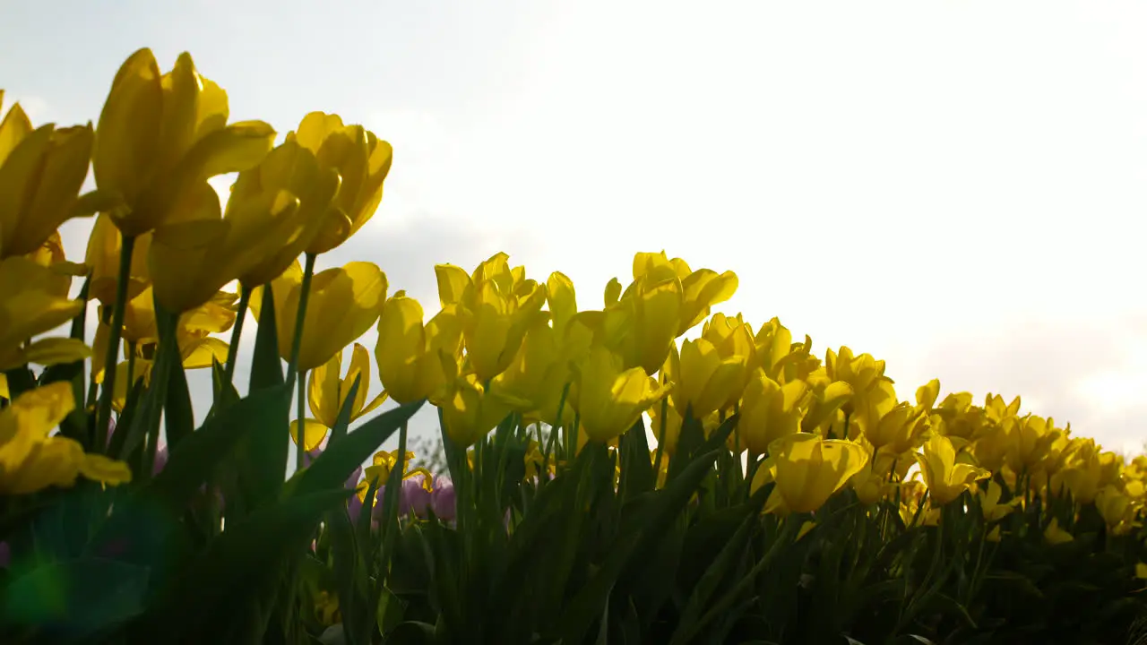 Tulips On Agruiculture Field Holland 11