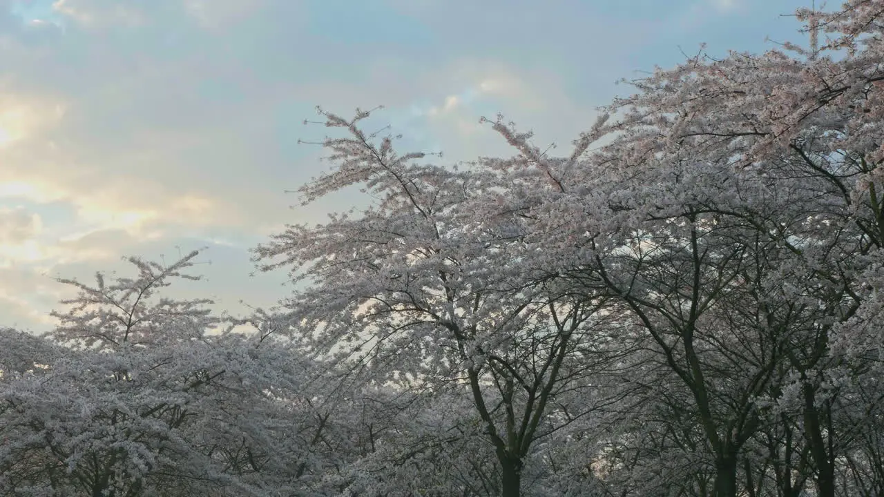 Sunrise on blooming cherries garden