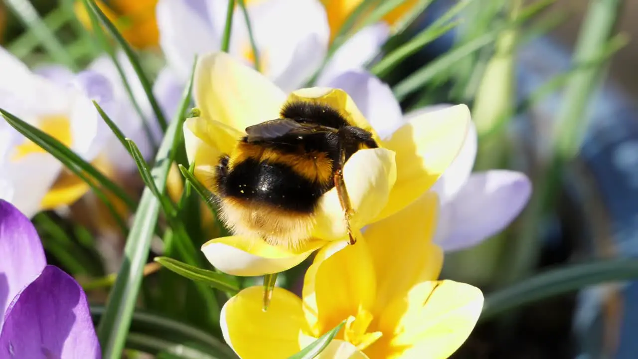 Close up of a Bumblebee collecting pollen in a yellow Crocus flower