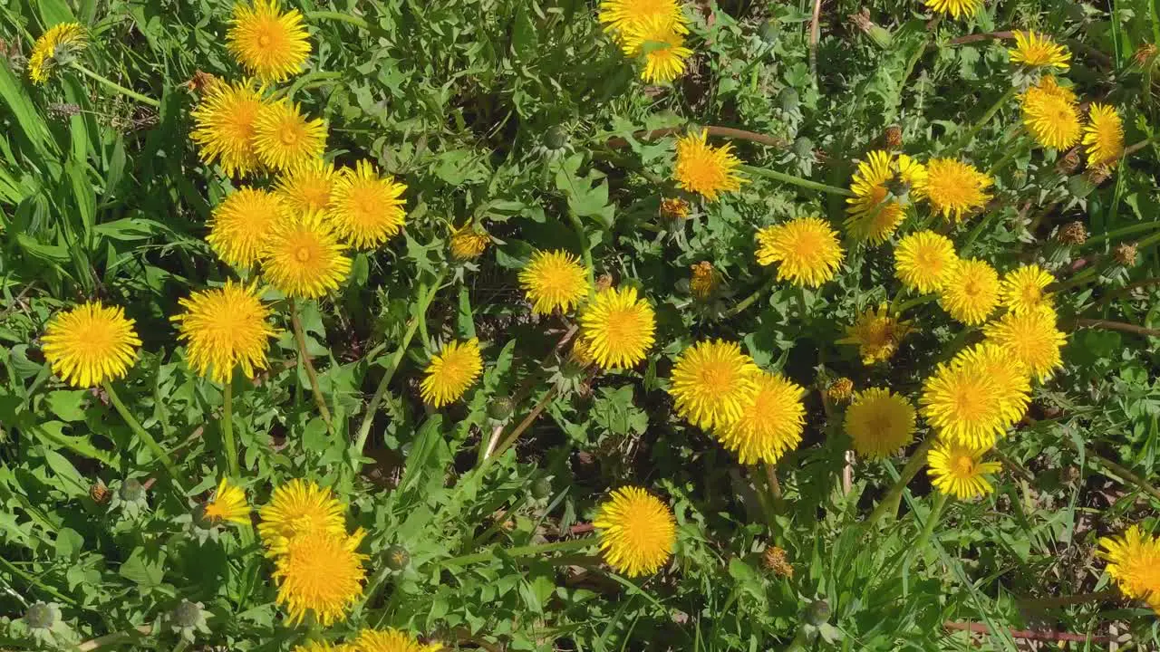 Yellow Dandelions moving in the wind