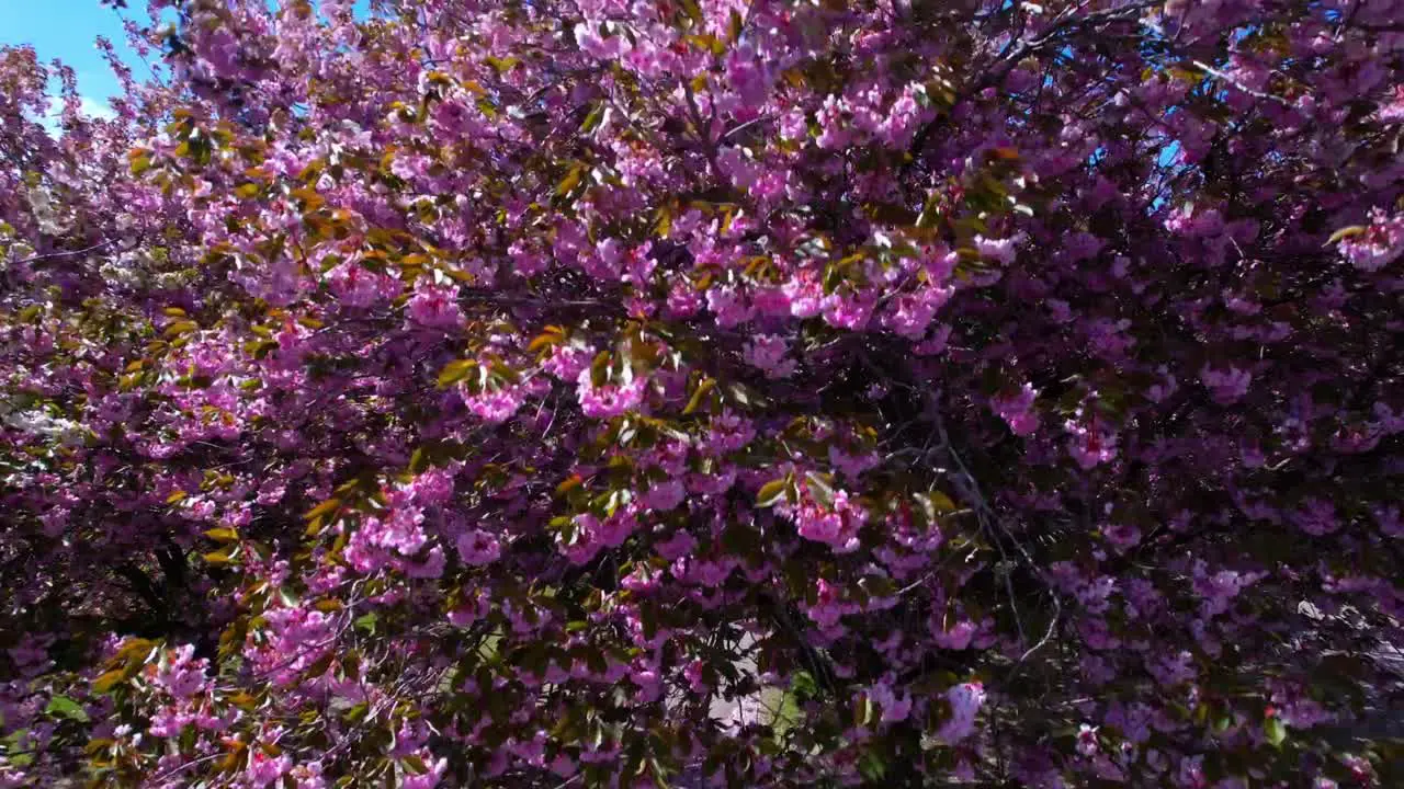 Pink Cherry blossom trees shot with a drone