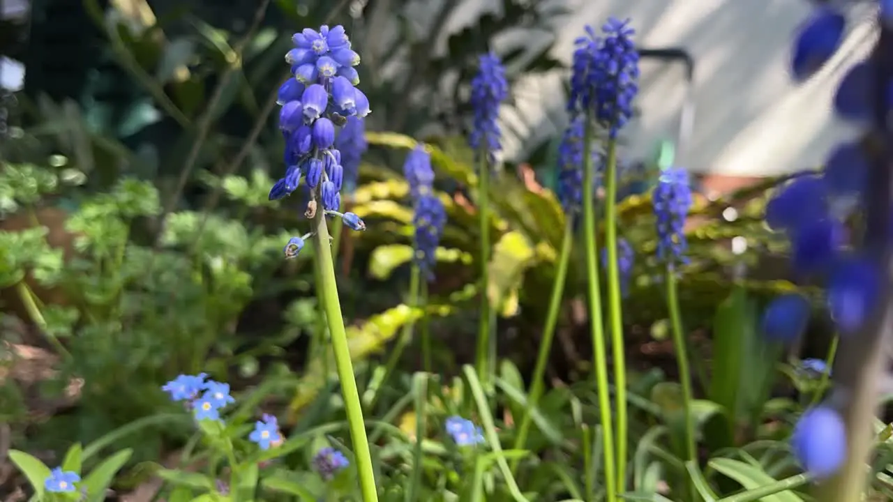 Timelapses of flowers in spring