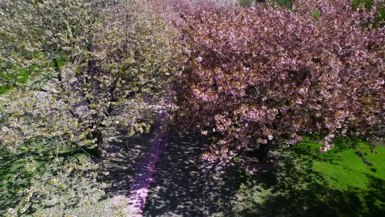 White and pink cherry blossom trees