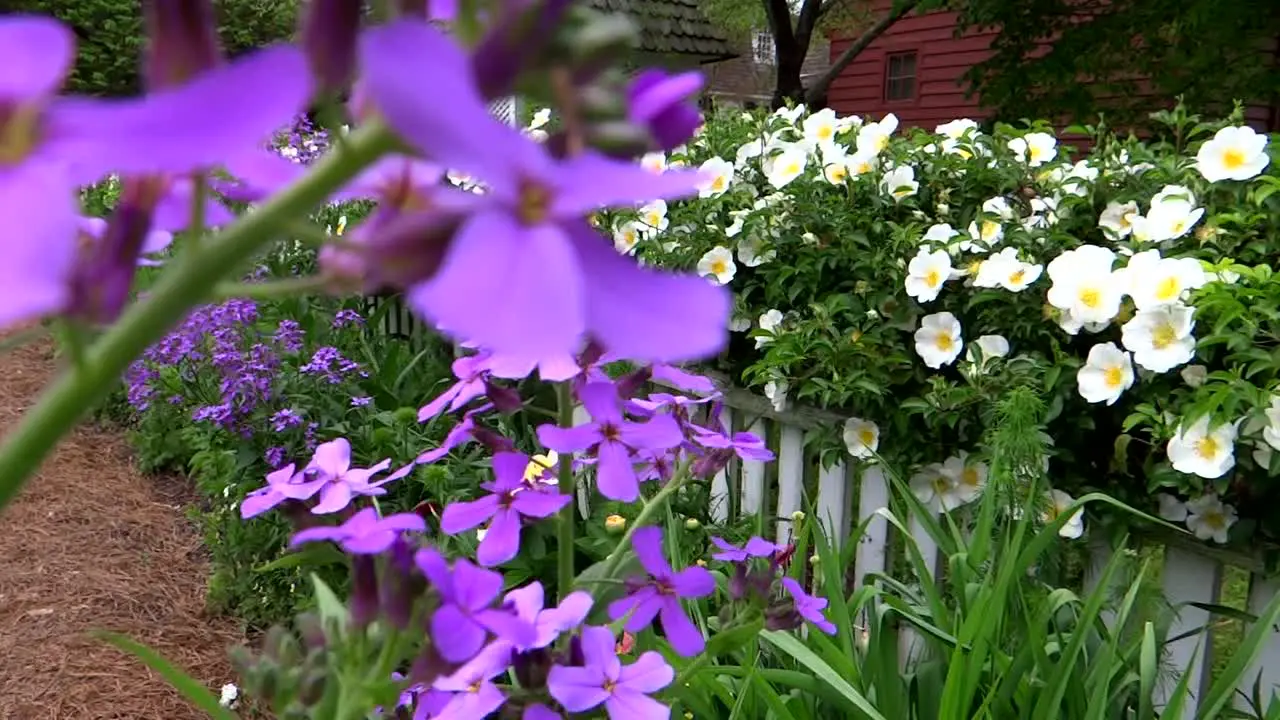 Colorful Summer Flower Garden