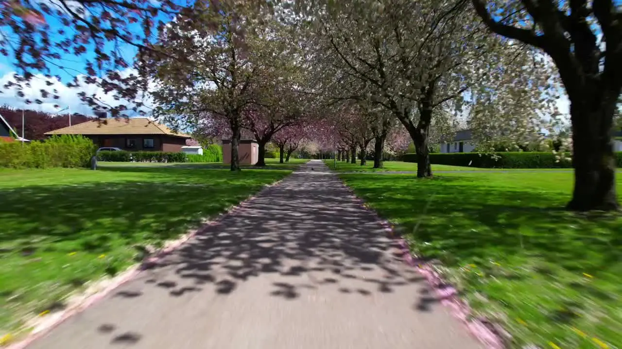 Running through white and pink cherry blossoms