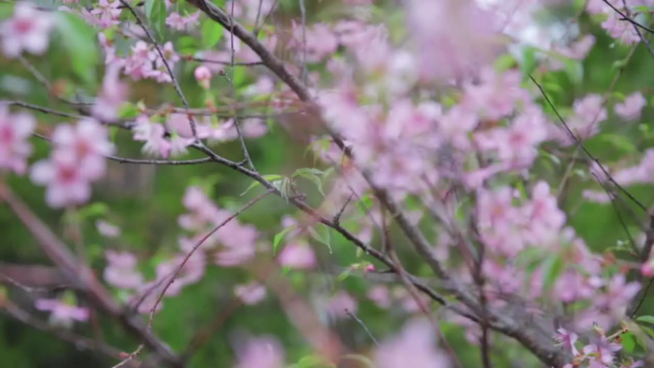 Focus into Japanese Cherry Blossom flowers