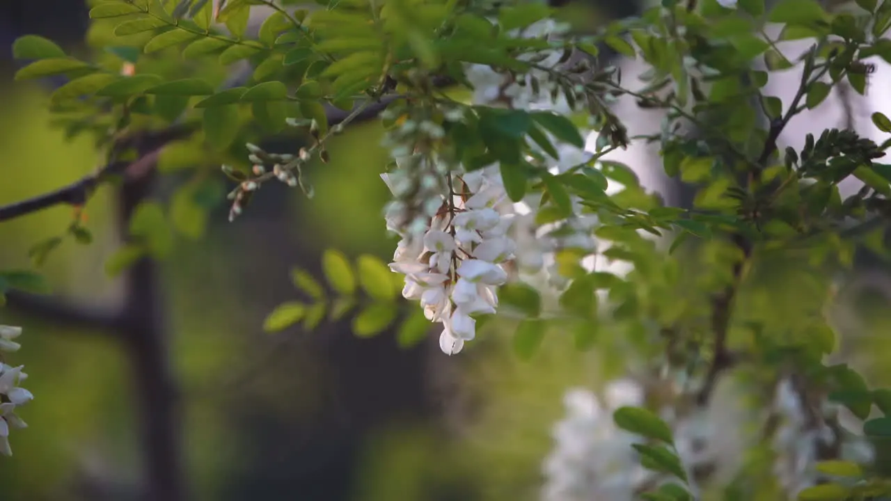 Close up of black locust flowers