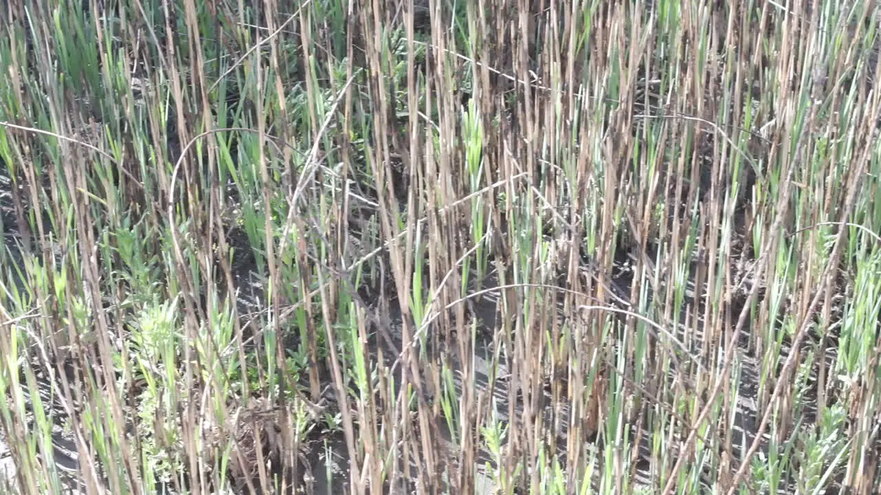 Panning shot of green and brown natural grass